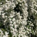 Spiraea cantoniensis Sonstige