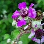 Rubus andegavensis Flower