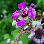 Rubus andegavensis Blüte