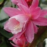 Disocactus phyllanthoides Blüte