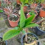 Edgeworthia tomentosa Fuelha