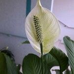 Spathiphyllum wallisii Flower