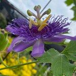 Passiflora incarnata 花