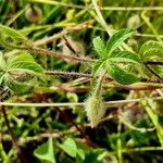 Distimake aegyptius पत्ता
