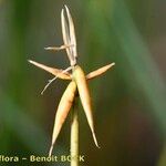 Carex pauciflora Rinde