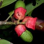 Mespilodaphne macrophylla Fruit