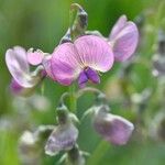 Lathyrus heterophyllus Flower