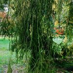 Picea brachytyla Hoja