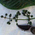 Psychotria darwiniana Gyümölcs
