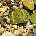 Lithops spp. 整株植物