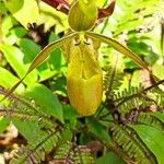 Phragmipedium longifolium Кветка