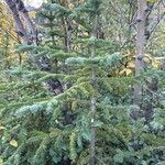 Picea marianaLeaf