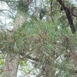 Pinus glabra Leaf