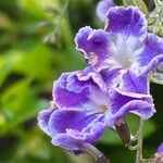 Duranta erecta Fula