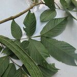 Inga sapindoides Hoja
