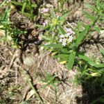 Collomia linearis Vekstform