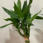 Dracaena braunii Fuelha