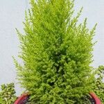 Cupressus macrocarpaശീലം