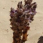 Orobanche cooperi عادت داشتن