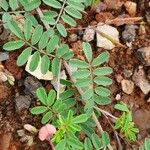 Indigofera brevicalyx Leaf