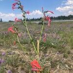 Ipomopsis aggregata Flors