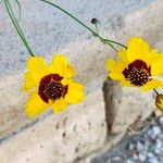 Coreopsis tinctoriaപുഷ്പം