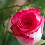 Rosa lucieae Egyéb