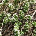 Galium humifusum Habit