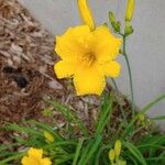 Hemerocallis lilioasphodelus花