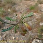 Crepis suffreniana Habitatea