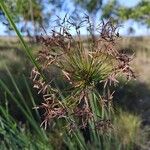 Cyperus haspan Blüte