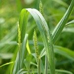 Triticum aestivum Blatt