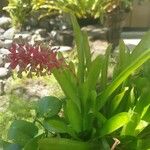 Aechmea cylindrata Blad