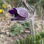 Pulsatilla montana Bloem