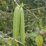 Luffa acutangula Плод