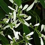 Chamaesyce hypericifolia Цвят
