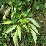 Sambucus nigra Blad