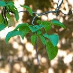 Catalpa ovata Levél