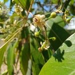 Nectandra angustifolia Fleur