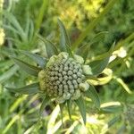 Lomelosia caucasica Sonstige