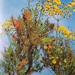 Sonchus canariensis Habitus