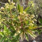 Baccharis pedunculata Žiedas