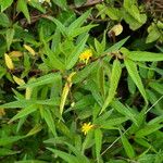 Corchorus orinocensis Yeri