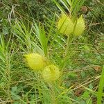 Gomphocarpus fruticosus Leaf