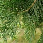 Thuja occidentalis List