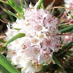 Cuscuta epithymum Çiçek