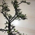 Rhamnus lycioides Folha