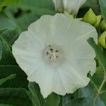 Merremia peltata Flower