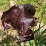 Iris atrofusca Květ