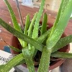 Aloe veraΦύλλο